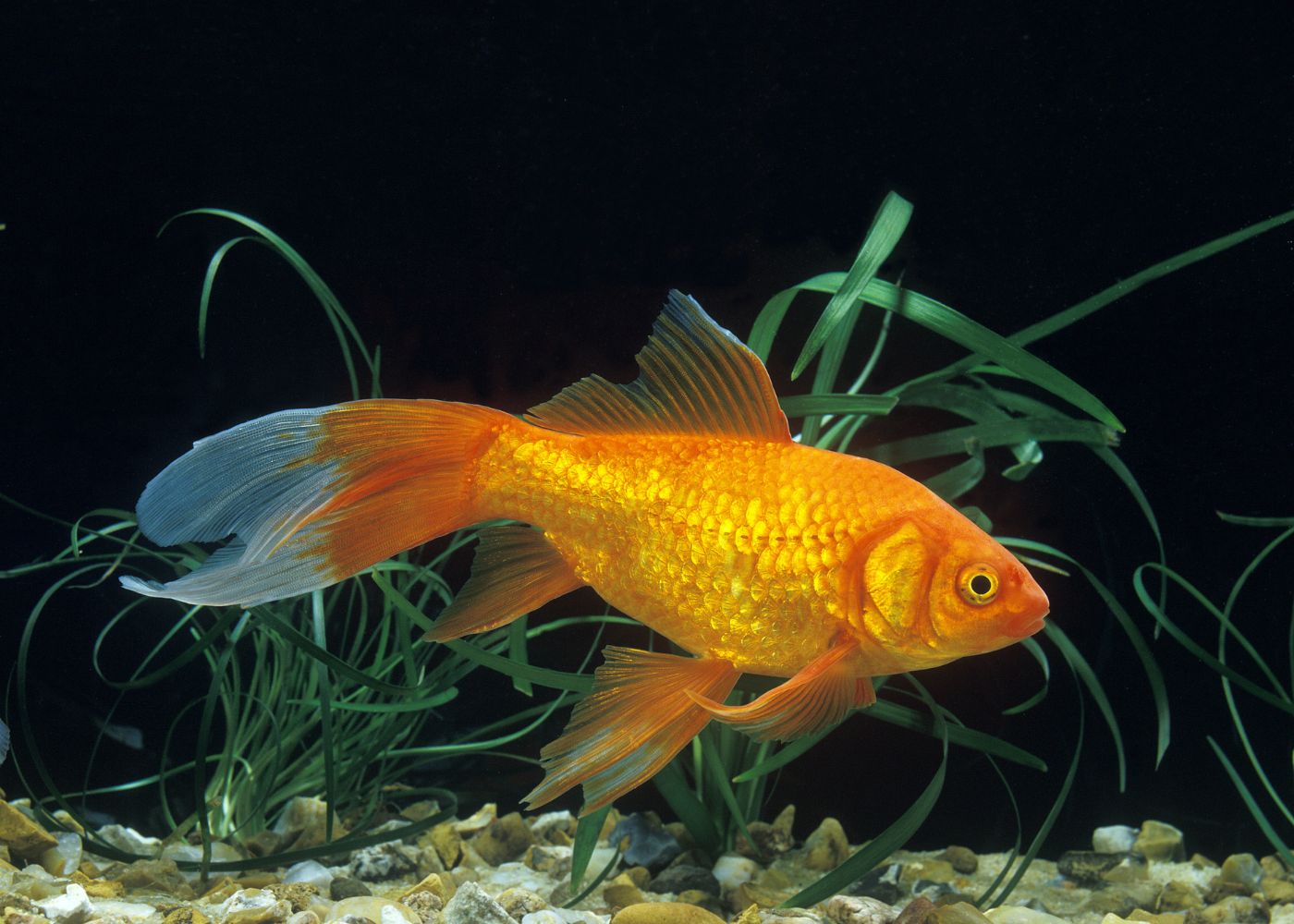 Coburg Aquarium | Comet Goldfish | Shop coldwater aquarium fish online 