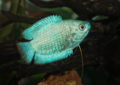 Coburg Aquarium | Coral Blue Dwarf Gouramis | Shop tropical fish online
