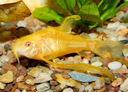 Coburg Aquarium | Corydoras Longfin Albino | Shop live aquarium fish online