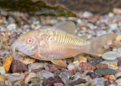 Coburg Aquarium | Albino Corydoras | Shop live aquarium fish online