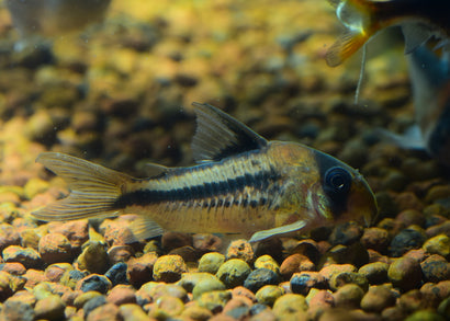 Coburg Aquarium | Axelrodi Corydoras | Shop live aquarium fish online