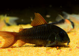 Corydoras Black Venezuela