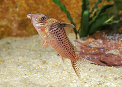 Coburg Aquarium | Corydoras Blochi | Shop Live Aquarium Fish Online