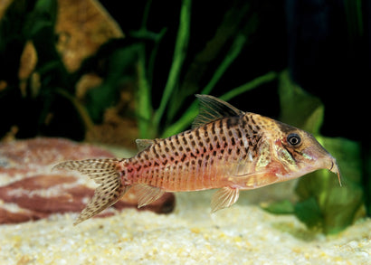 Coburg Aquarium | Corydoras Blochi | Shop Live Aquarium Fish Online