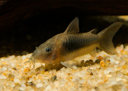 Coburg Aquarium | Bronze Corydoras | Shop tropical aquarium fish online