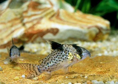 Coburg Aquarium | Corydoras Delphax Wotroi | Shop Live Aquarium Fish Online