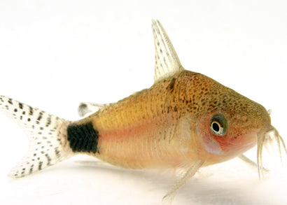 Corydoras Guapore