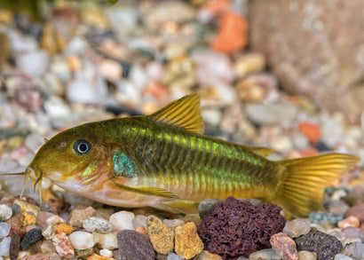 Coburg Aquarium | Corydoras Neon Green Stripe | Shop tropical aquarium fish online