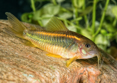 Coburg Aquarium | Neon red stripe corydoras | Shop tropical aquarium fish online