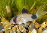 Corydoras - Panda