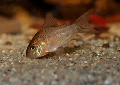Coburg Aquarium | Corydoras Polystictus | Shop live aquarium fish online