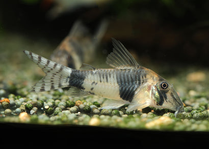 Coburg Aquarium | CORY REYNOLDSI - LONG NOSE | Shop freshwater aquarium catfish online