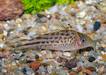 Coburg Aquarium | Corydoras Robinae | Shop tropical aquarium fish online