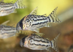 Coburg Aquarium | Corydoras Schwartzii | Shop Live aquarium fish online