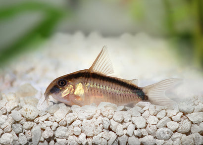 Coburg Aquarium | Skunk Corydoras Catfish | Shop Live Aquarium Fish Online
