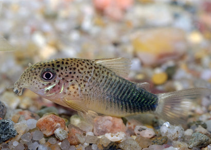 Coburg Aquarium | Corydoras Similis | Shop tropical aquarium fish online