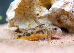 Coburg Aquarium | Assorted corydoras catfish | Shop live aquarium fish online
