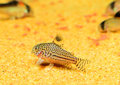 Coburg Aquarium | Assorted corydoras catfish | Shop live aquarium fish online