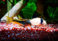 Coburg Aquarium | Assorted corydoras catfish | Shop live aquarium fish online