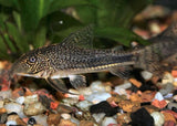 Corydoras - Barbatus