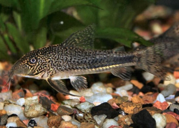 Coburg Aquarium | Corydoras Catfish Barbatus