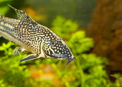 Coburg Aquarium | Corydoras - Barbatus | Shop live tropical aquarium fish online