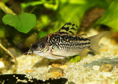 Coburg Aquarium | Corydoras Elegans | Shop live aquarium fish online