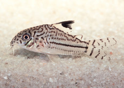Coburg Aquarium | Corydoras Julii Catfish | Shop tropical aquarium fish online
