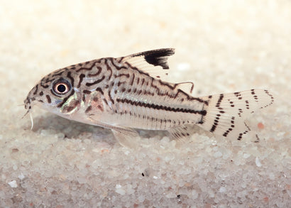 Coburg Aquarium | Corydoras Julii Catfish | Shop tropical aquarium fish online