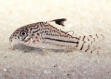 Corydoras - Julii