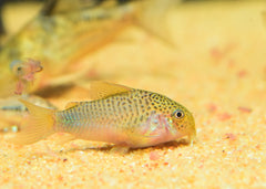 Coburg Aquarium | Corydoras Similis | Shop tropical aquarium fish online