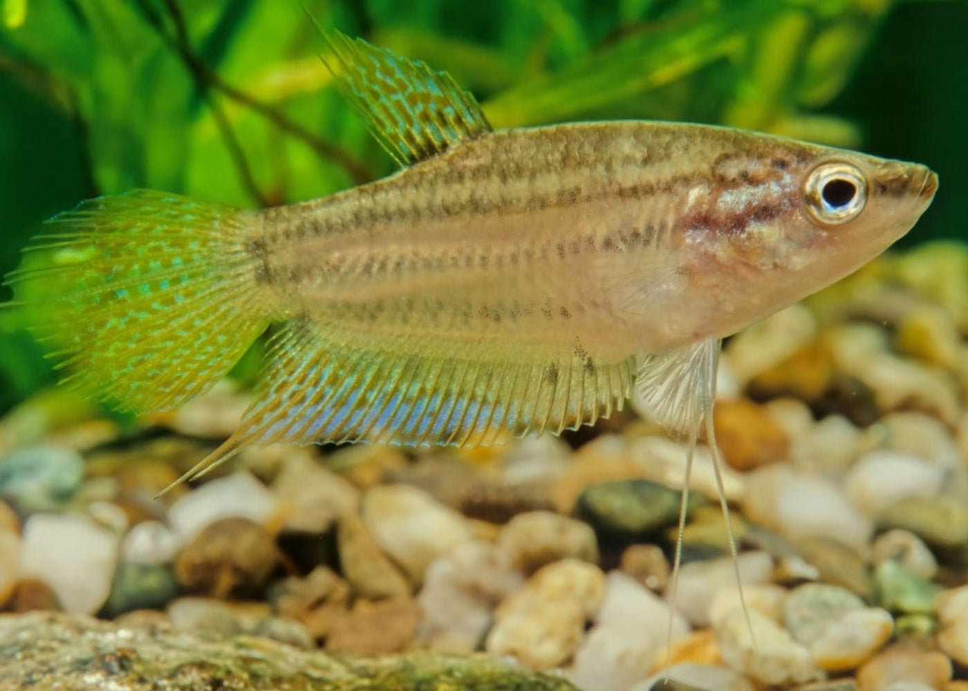 Croaking Gourami