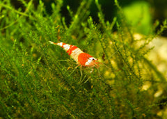 Crystal Shrimp | Aquarium Shrimp | Dwarf Shrimp | Freshwater ShrimpLive Shrimp for Sale | Live fish online | coburgauqarium.com.au｜Aquarium FIsh for sale | Tropicah fish store | Freshwater Fish | Coburg Aquarium