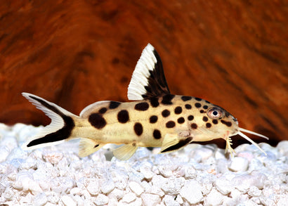 Coburg Aquarium | Cuckoo Catfish | Live aquarium fish online