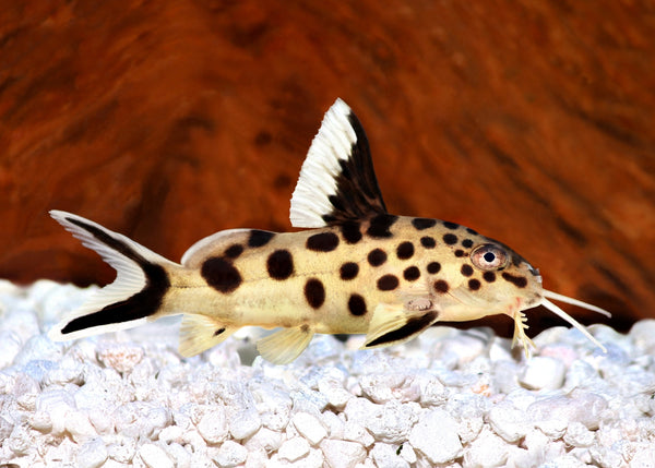 Cuckoo Catfish – Coburg Aquarium