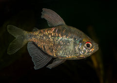 Coburg Aquarium | Diamond Tetra | Live fish online