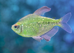 Coburg Aquarium | Diamond Tetra | Live fish online