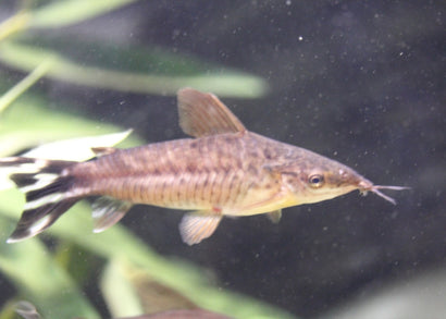 Coburg Aquarium | Dianema urostriatum | Shop live aquarium fish online