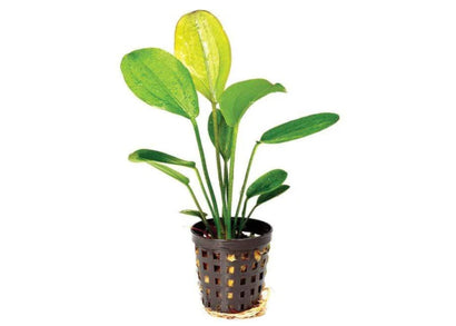 Echinodorus - Red October 5cm Pot