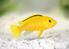 Eletric Yellow Cichlid | African Cichlid  | Live fish or sale| coburgaquarium.com.au | Live Fish in Australia | Tropical Fish | Aquarium FIsh | Freshwater FIsh | Coburg Aquarium