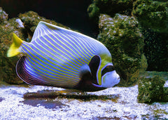 Coburg Aquarium | Angel - Emperor Adult