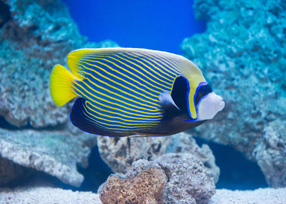 Coburg Aquarium | Angel - Emperor Adult