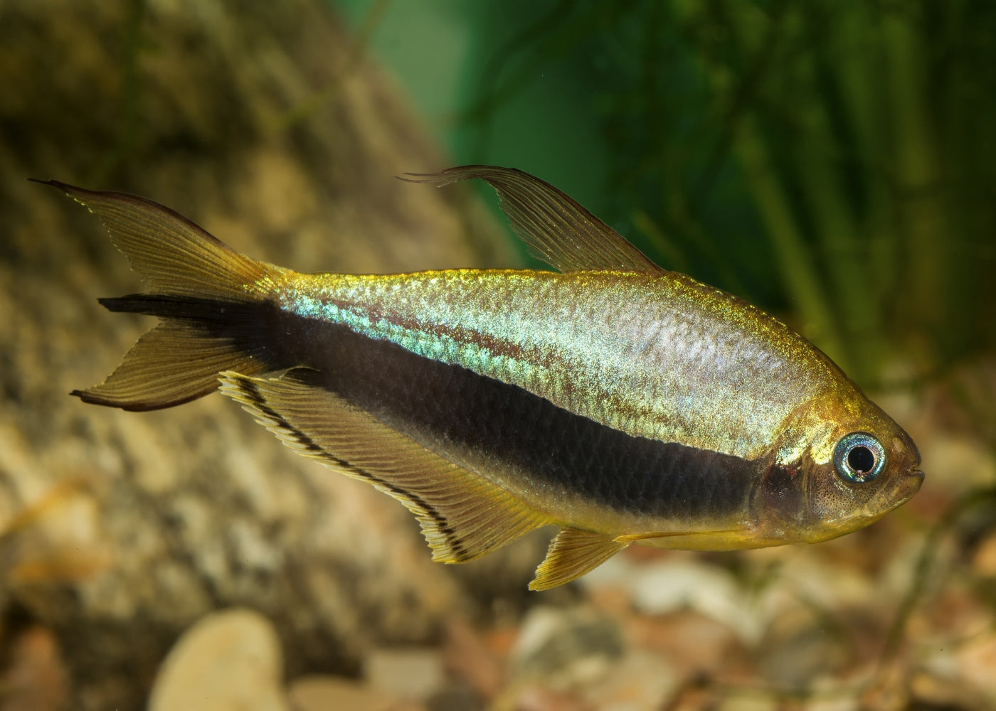 Emperor Tetra for sale in coburg aquarium | Buy tropical freshwater fish  | Aquarium fish store online | Coburg Aquarium
