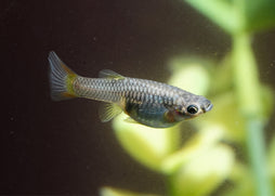 coburg aquarium | Guppy female assorted | Live aquarium fish online