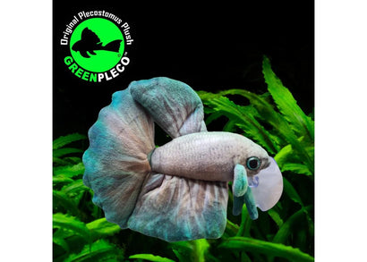 Fish Plushie - Betta JadeMist 17cm