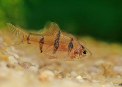 Coburg Aquarium | Five banded barb | Shop live aquarium fish online