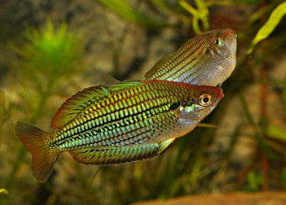 Coburg Aquarium | Fly River Rainbowfish - M. sexlineata | Shop rainbowfish online