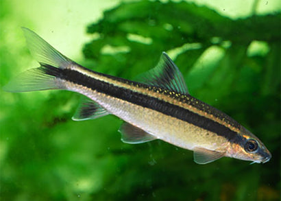 Coburg Aquarium | Flying Fox Sharl | Shop tropical aquarium fish online