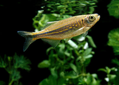 Coburg Aquarium | Giant Danio | Shop Live aquarium fish online
