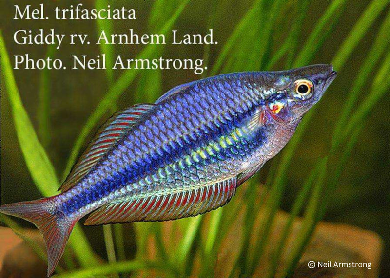 Coburg Aquarium | Shop Live Fish | Banded Rainbowfish - Giddy River